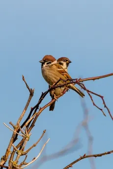 Sparrows